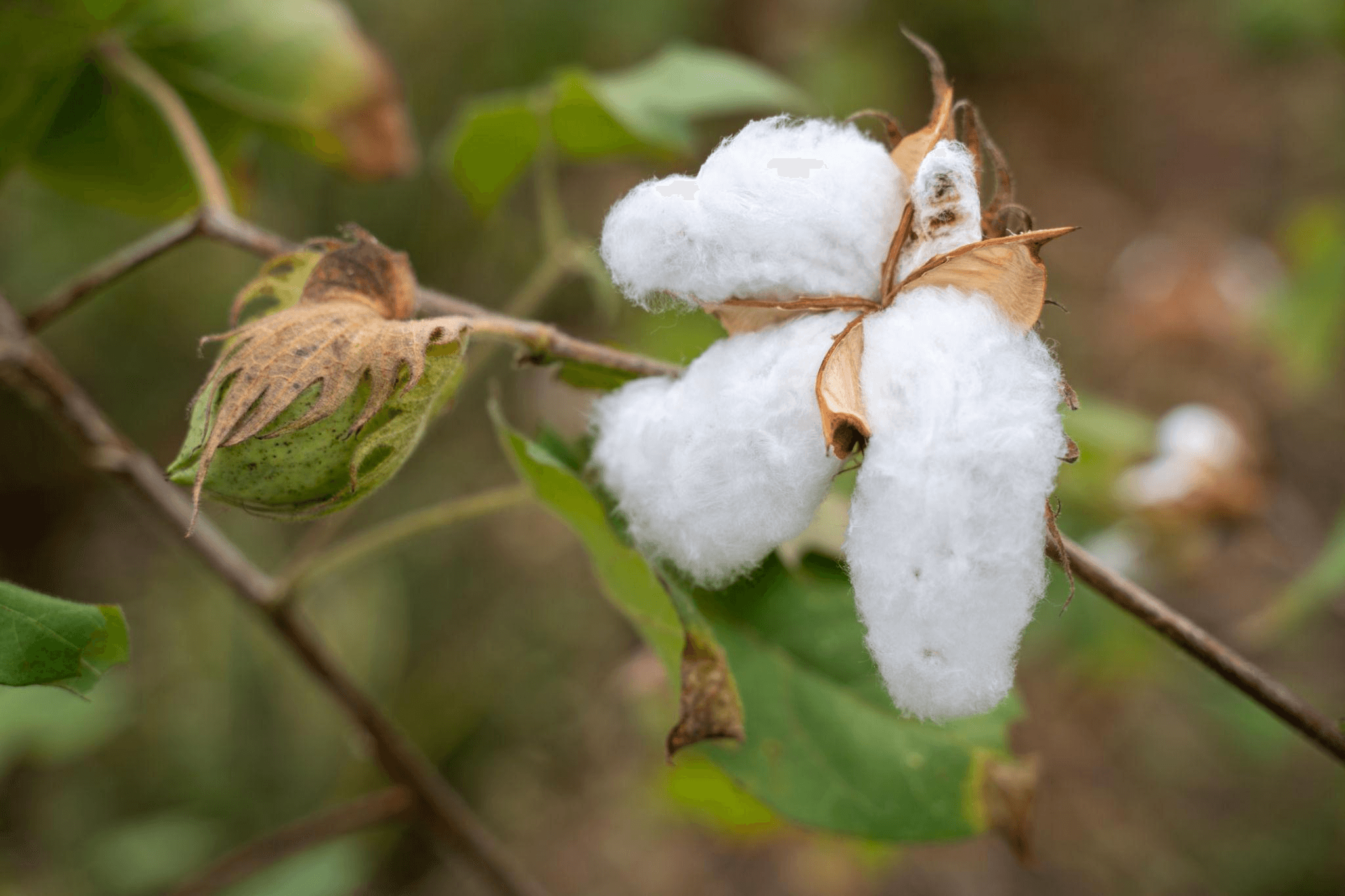 Cotton