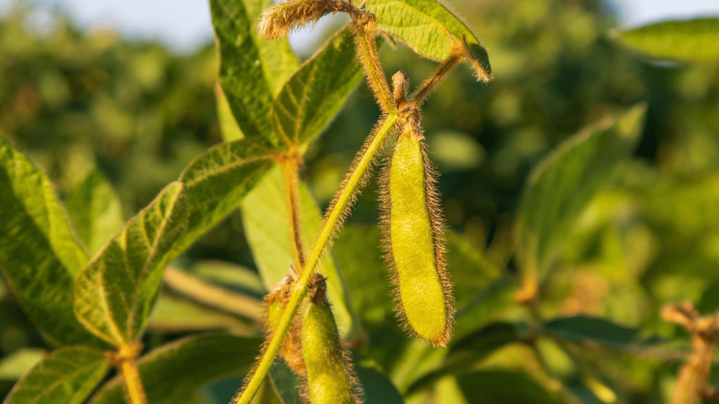 Soybean